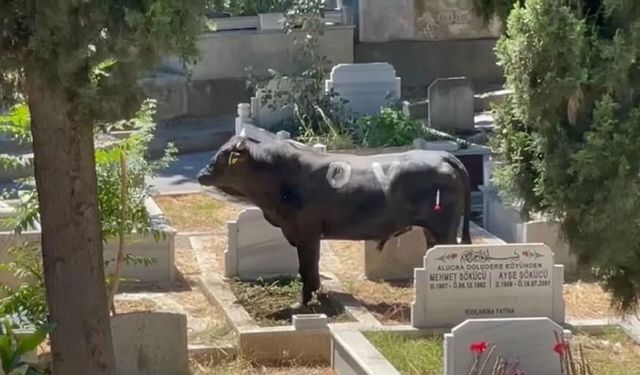 İstanbul’da boğa mezarlığa daldı: 2 yaralı