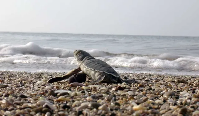 İskele sahilinde bugün caretta carettalar denize bırakılıyor