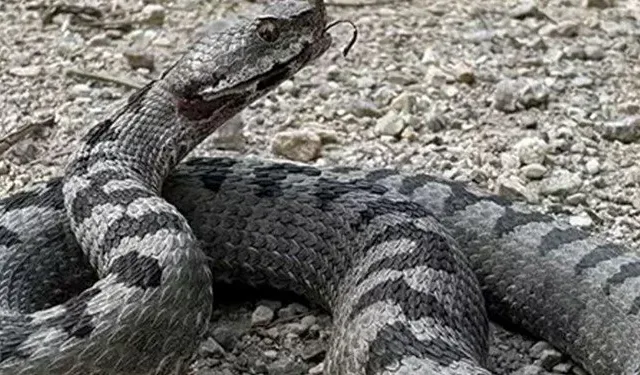 Bolu'da dünyanın en zehirli yılanı görüldü!