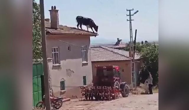 Konya'da kaçan boğa çatıya çıktı