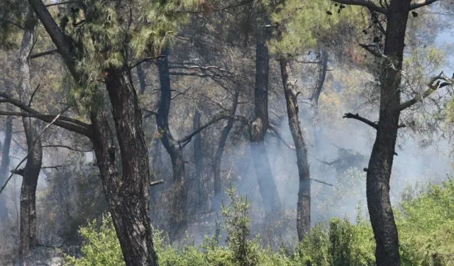 İzmir'de orman yangını! Uçaklar ve helikopterler bölgede