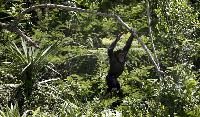 Hastalanan şempanzelerin iyileşmek için antibiyotik özellikli bitkiler yediği belirlendi