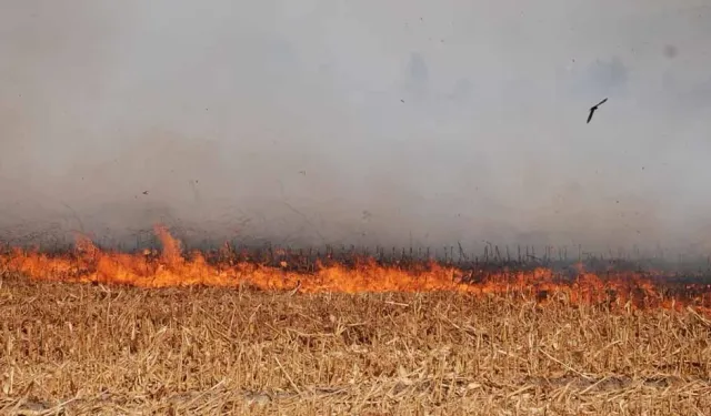 Vadili'de yangın: 160 dönüm anız, 40 dönüm kuru ot yandı