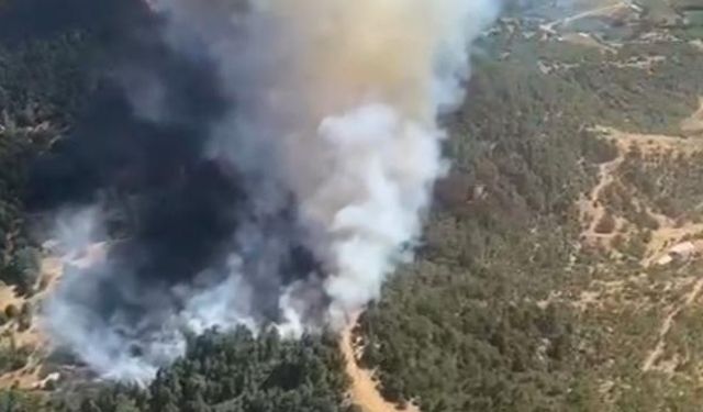 İzmir'de orman yangını