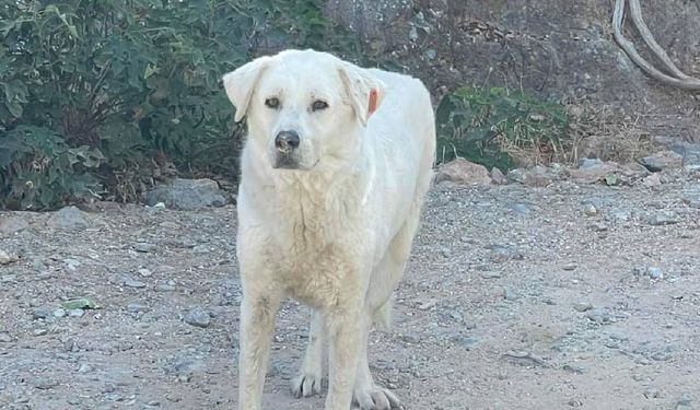 Sokak köpeği dün gece bir insanın hayatını kurtardı!