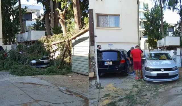 Girne'de düşen ağaç, araçlara zarar verdi; belediye ekipleri müdahale etti