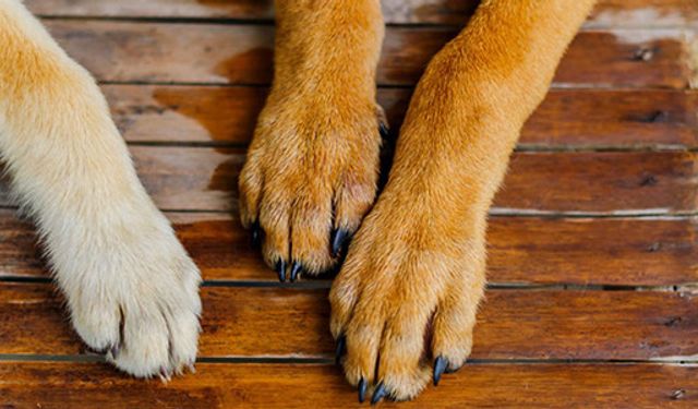 Lefke Çevre ve Ekoloji Derneği’nden başıboş köpekler için acil önlem çağrısı