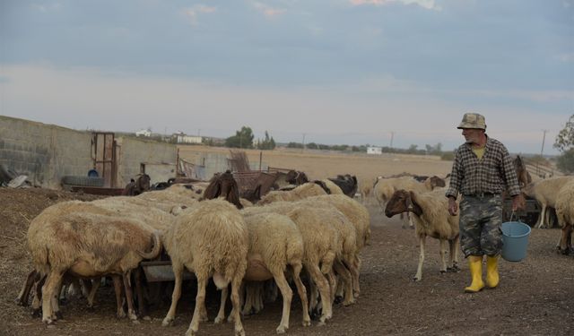 Küçükbaş hayvan desteklerinin 2’nci taksit ödemeleri yapıldı