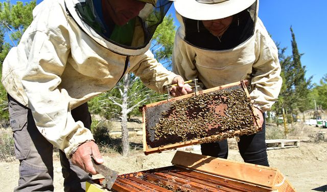 KKTC’de yılda 200 ton civarında bal üretiliyor