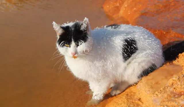 Sivas'ta donma tehlikesi yaşayan kedi termal su kenarında ısınmaya çalıştı