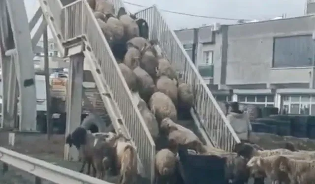Koyunlardan yayalara ders: Üst geçidi kullandılar