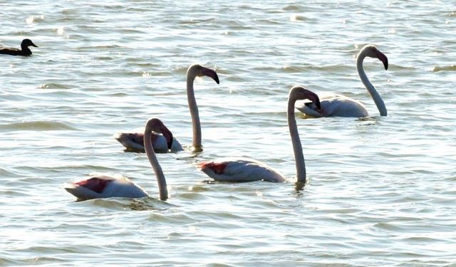 Flamingo gelişleri büyük ölçüde azaldı