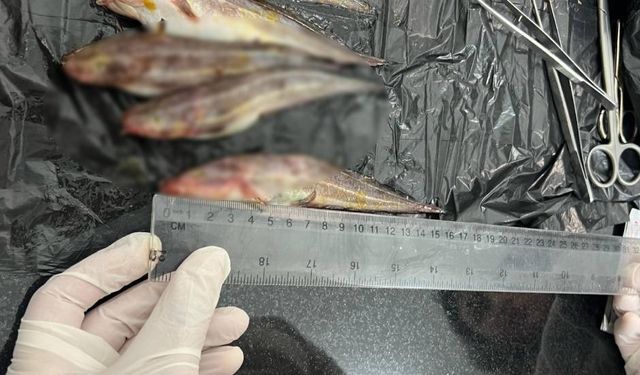 Tarım Bakanlığı’ndan çizgili yılan kedi balığı hakkında bilgilendirme