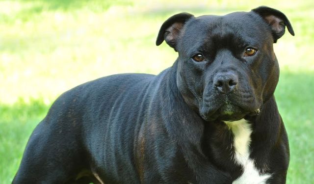 Vadili’de Başıboş Köpekler Yoldan Geçen Şahsa Saldırdı