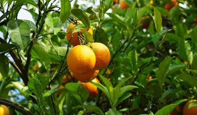 Narenciye Üreticileri Birliği, pazartesi süresiz eyleme gidiyor