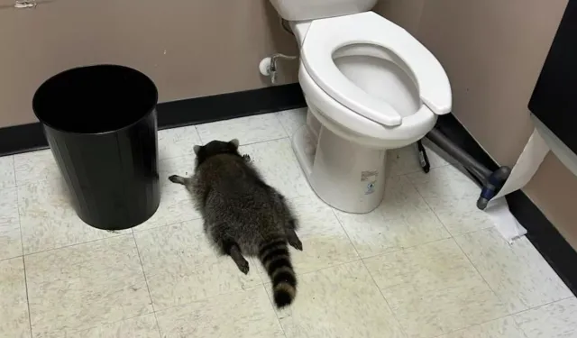 ABD’de 'sarhoş rakun' vakası büyüyor