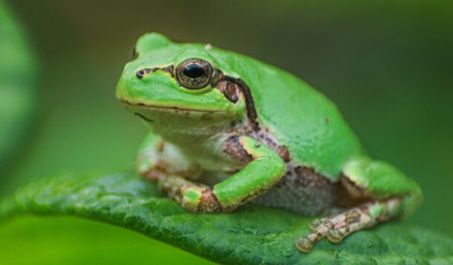 Kanser tedavisinde “kurbağa mucizesi”: Tümörleri yok edebilen bakteri keşfedildi