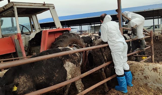 Veteriner Dairesi, 130 işletmede 17 bin 300 adet büyükbaş hayvanın aşılandığını duyurdu
