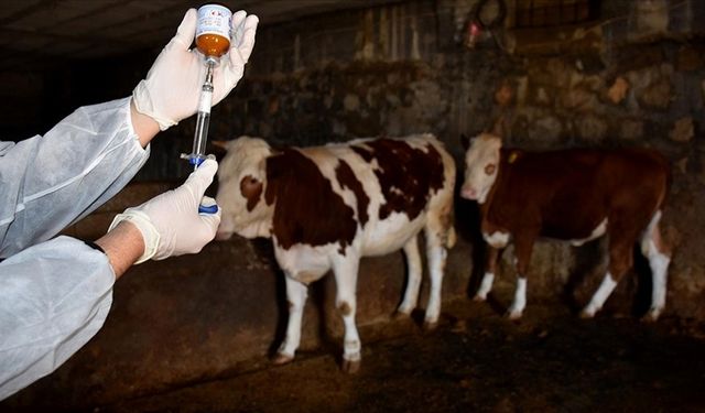 Boğaziçi Köyü’nde Şap Hastalığı Şüphesi: Bakanlıktan Acil Tedbirler