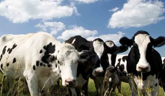 Şap’ın önünü alamayan Rum tarafı AB önlemlerinin KKTC’de de uygulanmasını önerdi