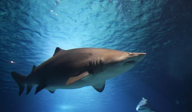 Sydney’de panik: 24 saat içinde üç köpekbalığı saldırısı