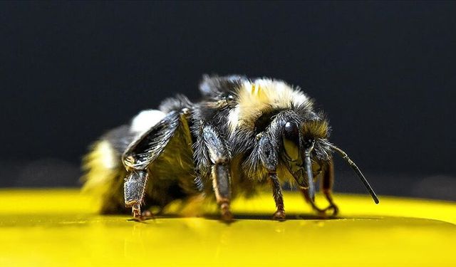 Seralarında Bombus arısı kullanan üreticilerin ödemeleri yapıldı