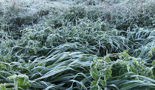 Yarın, pazar ve pazartesi sabah saatlerinde don olayı bekleniyor