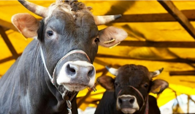 Büyükbaş hayvan düşük tazminatları ödendi