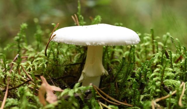 Dünyanın en zehirli mantarı daha ölümcül olmaya başladı