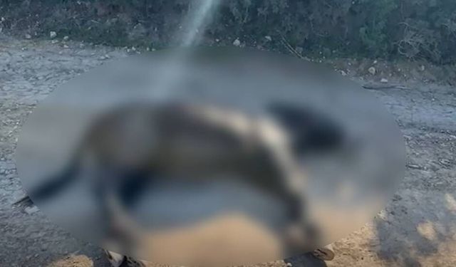 Taşkent Doğa Parkı’ndan Karpaz eşekleri için acil çağrı