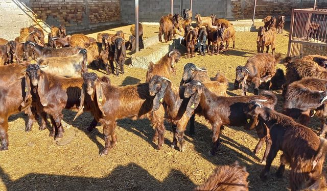 Veteriner Dairesi canlı hayvan satışı yapacak