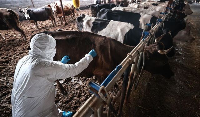 Güney Kıbrıs’ta şap hastalığı yayılmaya devam ediyor