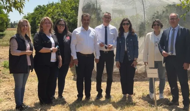 Narenciyede yeşillenme hastalığına karşı başlatılan biyolojik mücadelede başarı...