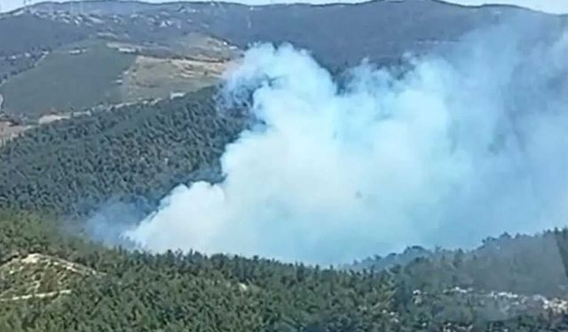 Manisa Soma'da orman yangını
