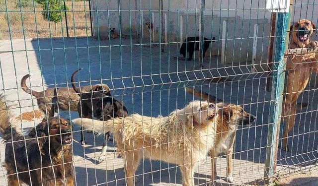 Gazimağusa Belediyesi, son beş yılda 600’ü aşkın hayvanı kısırlaştırdı