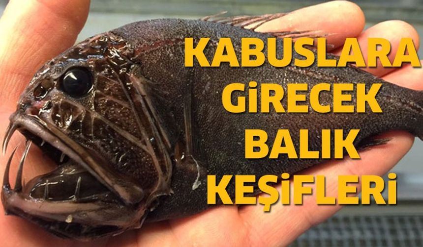 Kabuslara girecek balık keşifleri