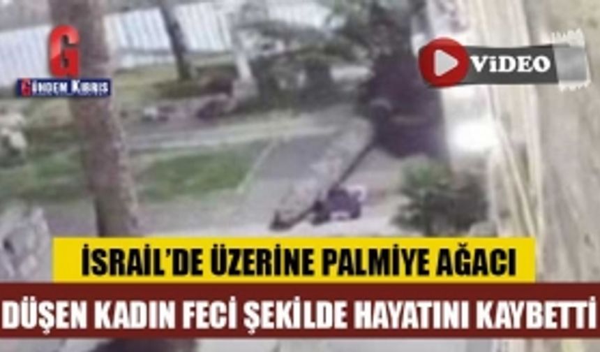 Üzerine palmiye ağacı düşen kadın feci şekilde hayatını kaybetti