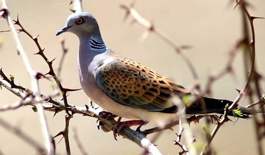 Güney'de yabani kuşların öldürülmesine 21 bin Euro ceza
