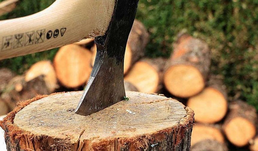 Zeytin ağaçlarını kökünden kesip çaldı
