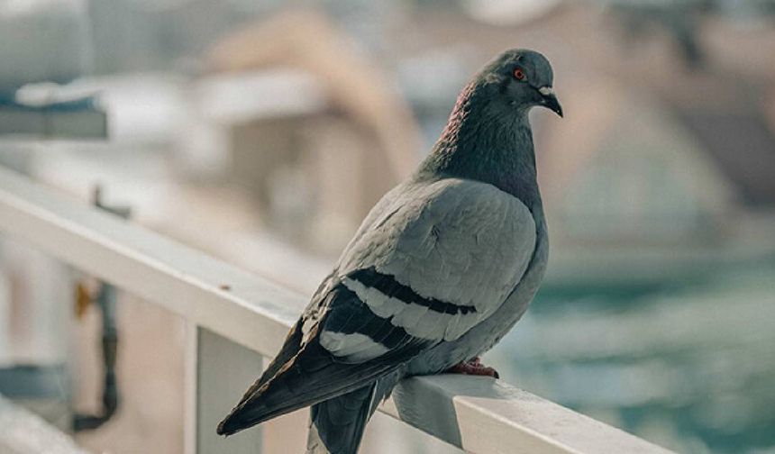 Gazimağusa’da Kaçak Güvercin Operasyonu: İki Kişi Tutuklandı