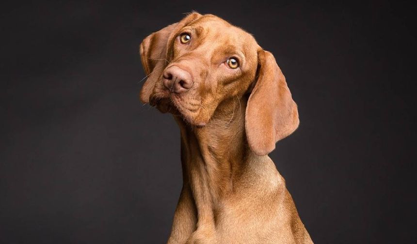 Köpeklerin daha uzun yaşaması için geliştirilen ilaçlar tartışma konusu oldu