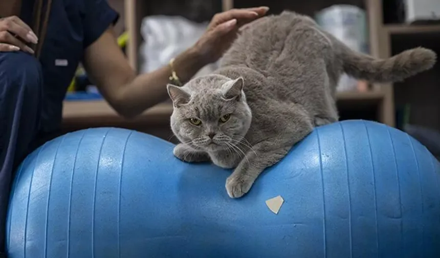 Obez kedi diyete girdi: Pilates ve yüzmeyle 6 kilo verdi