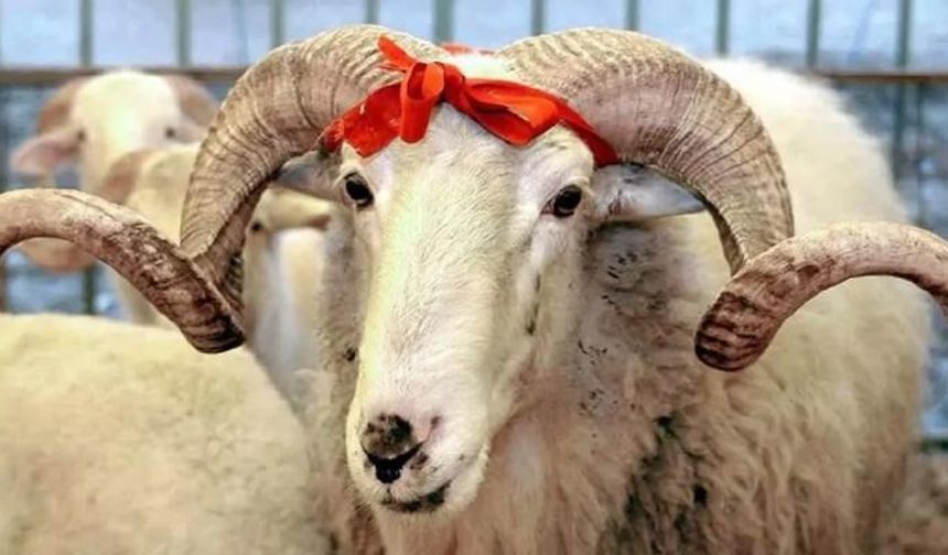 Veteriner Dairesi’nden kurban kesimi uyarısı