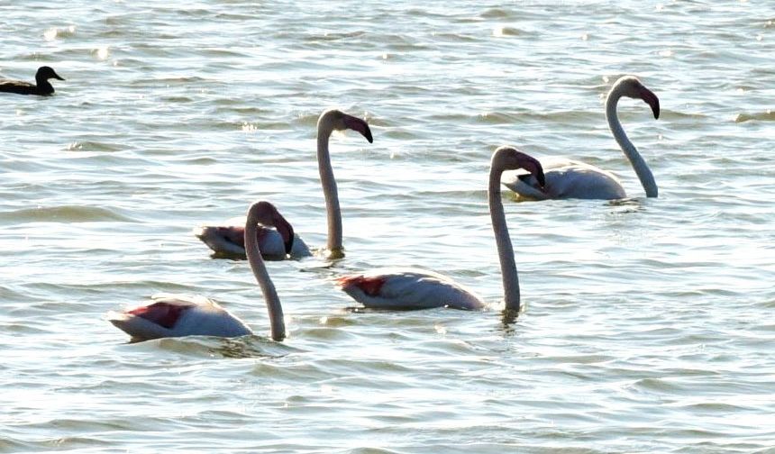 Flamingo gelişleri büyük ölçüde azaldı