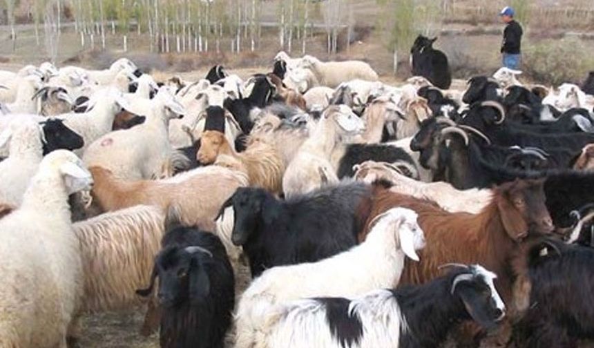 “Küçükbaş Hayvancılığın Yaygınlaştırılması Programı” kapsamında yeni müracaat kabul edilecek