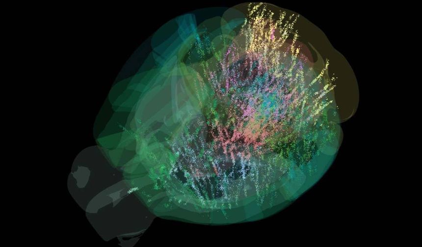 Beyindeki karar verme sürecinin haritası çıkarıldı