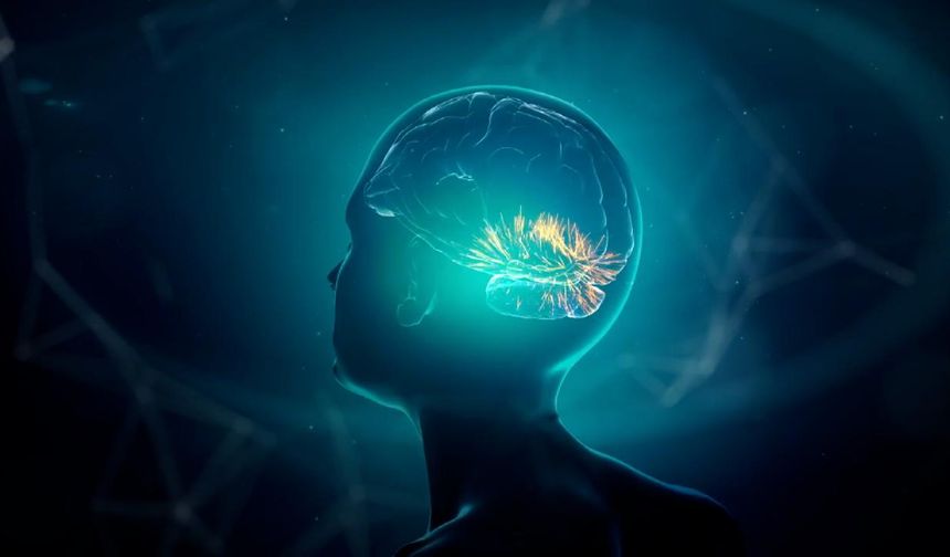 Araştırma: İnsan beyni 5 evreden geçiyor, 32 yaşına kadar ergenlik dönemini yaşıyor