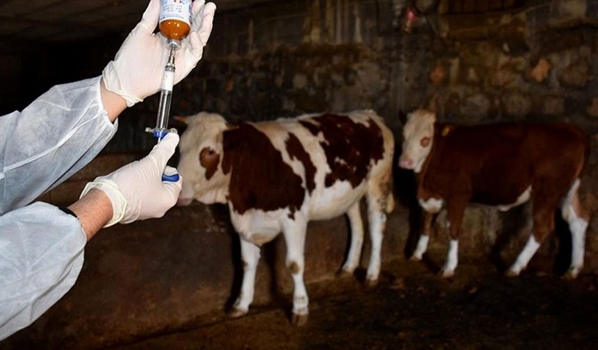 Rum basını yazdı: Şap hastalığı için Avrupa’dan uzmanlar grubu geldi...