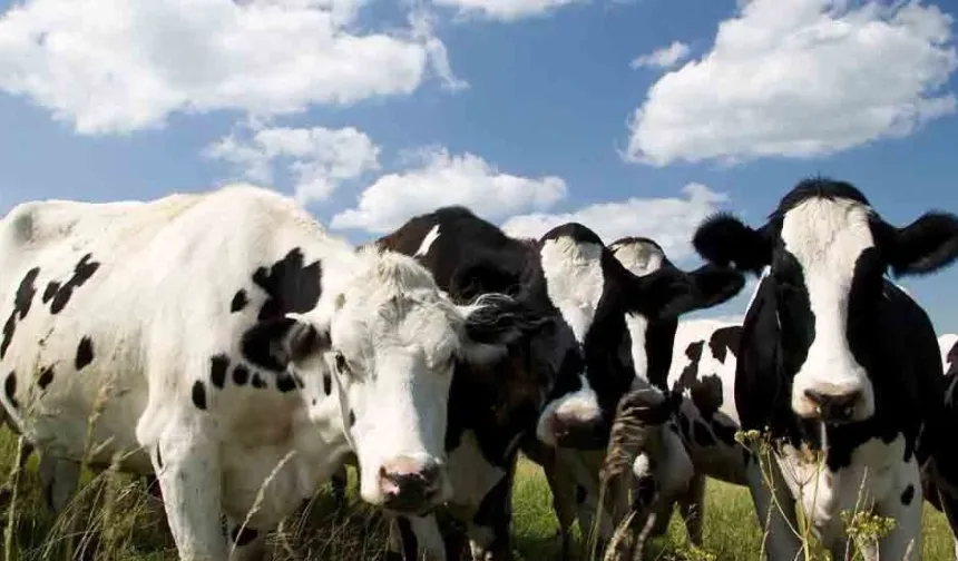 Güney Kıbrıs şap hastalığıyla ilgili ktirik eşikte