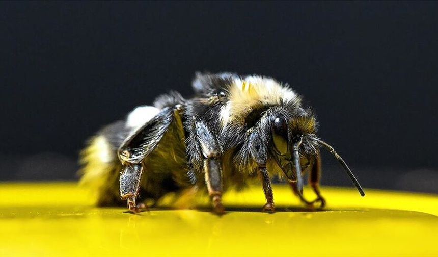Seralarında Bombus arısı kullanan üreticilerin ödemeleri yapıldı
